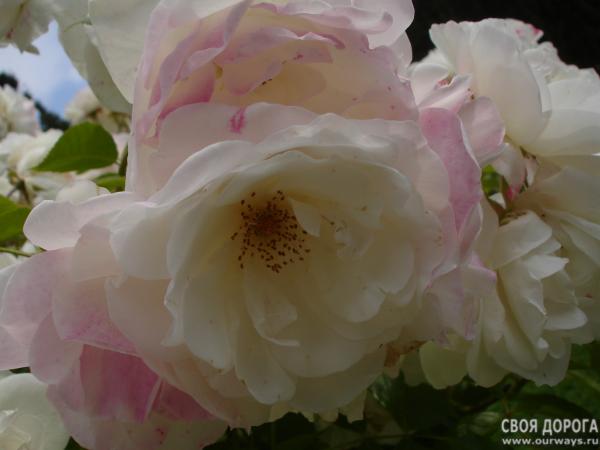 DSC07390.JPG