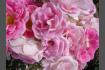 DSC07341.JPG