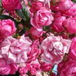 DSC07329.JPG