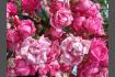 DSC07329.JPG