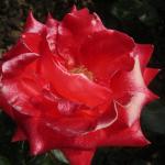 DSC07385.JPG