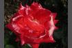 DSC07385.JPG