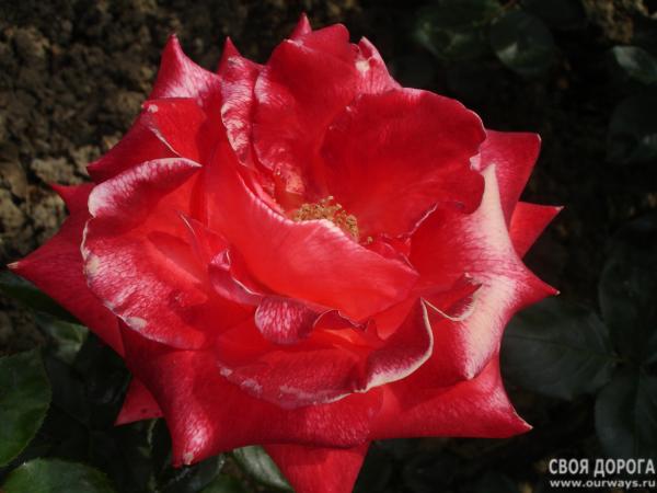 DSC07385.JPG
