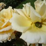 DSC07361.JPG