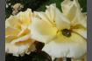 DSC07361.JPG