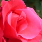DSC07335.JPG