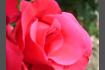 DSC07335.JPG