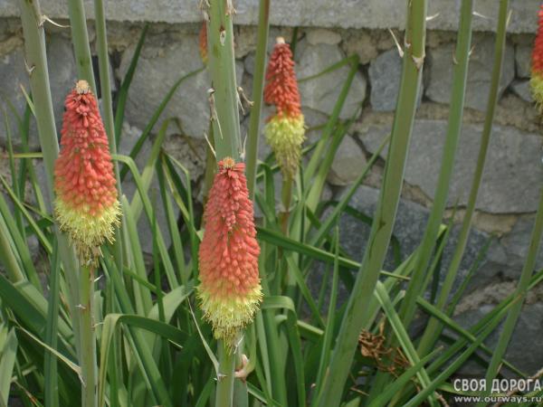 DSC07408.JPG