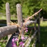 IMG_9670