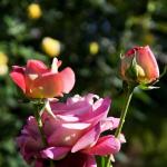 IMG_0842