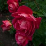 IMG_2239