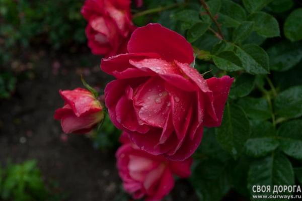 IMG_2239