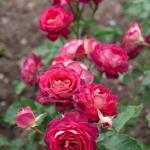 IMG_2256