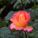 IMG_2293