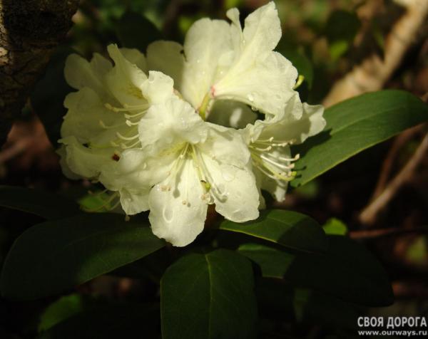 ������