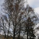 IMG_8771.JPG